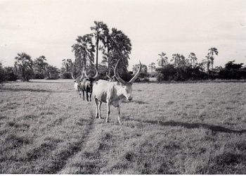 Ibisobanuro by’amezi ya Kinyarwanda