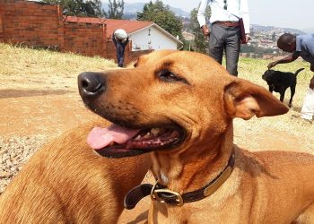 Imbwa z’ibihomora akazo kashobotse mu Rwanda