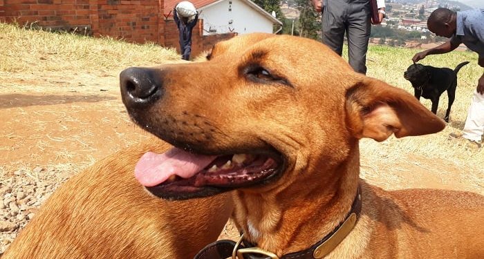 Imbwa z’ibihomora akazo kashobotse mu Rwanda