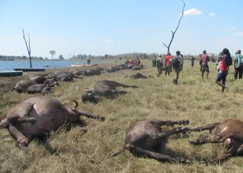 Namibia: Imbogo zirenga 80 zapfuye