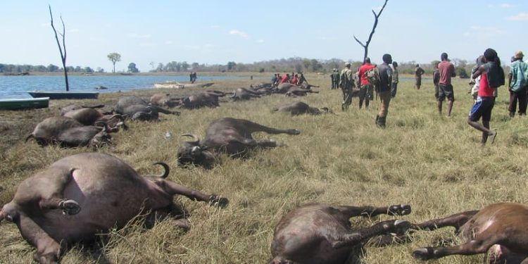 Namibia: Imbogo zirenga 80 zapfuye