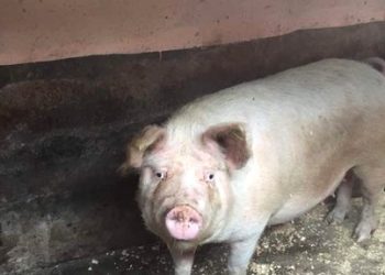 Ngoma: Ingurube yariye umwana w’uruhinja