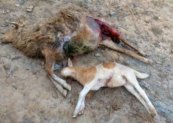 Rutsiro:Imbwa z’agasozi zariye amatungo y’umuturage