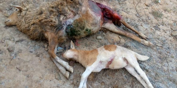 Rutsiro:Imbwa z’agasozi zariye amatungo y’umuturage