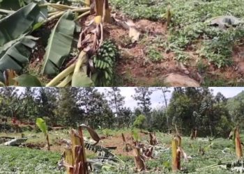 Ngororero: Umugabo yirukankanye mushiki we ngo amuteme amubuze yahuka insina ze arazitema zose asiga 2 gusa