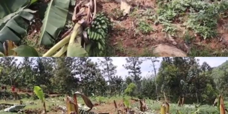 Ngororero: Umugabo yirukankanye mushiki we ngo amuteme amubuze yahuka insina ze arazitema zose asiga 2 gusa