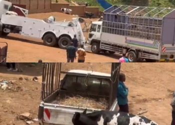 Kigali: Polisi yafashe Fuso yari itwaye inka 13 zidafite ibyangombwa bahuhishijemo umushoferi basanga icupa yarihamije