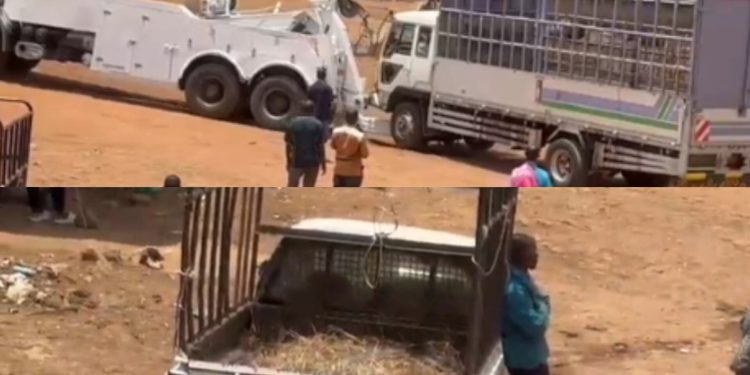 Kigali: Polisi yafashe Fuso yari itwaye inka 13 zidafite ibyangombwa bahuhishijemo umushoferi basanga icupa yarihamije