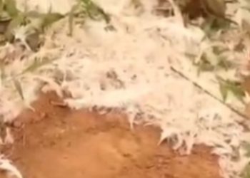 Bugesera: Umwana yatoraguye inkoko yapfuye ayizanira umuryango we bayiriye bahita bapfa