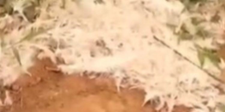 Bugesera: Umwana yatoraguye inkoko yapfuye ayizanira umuryango we bayiriye bahita bapfa