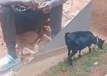 Kamonyi: Yafashwe amaze gusambanya ihene bamubajije avuga ko atari ubwambere