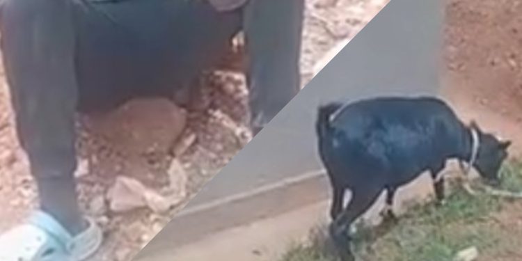 Kamonyi: Yafashwe amaze gusambanya ihene bamubajije avuga ko atari ubwambere