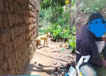 Muhanga: Yafashwe ari kubaga imbwa indi iziritse