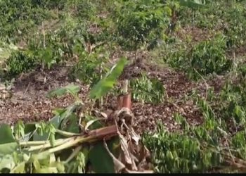 Ruhango: Umuturage yabyutse asanga umurima warimo ikawa yari yaguze zatemwe zose