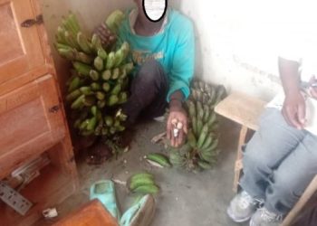 Rubavu: Yafashwe yiba ibitoki basanga afite n’urumogi