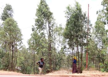 Kayonza: Hari imihanda iri kuri kaburimbo itakiri nyabagendwa kubera abagizi ba nabi bayigabije