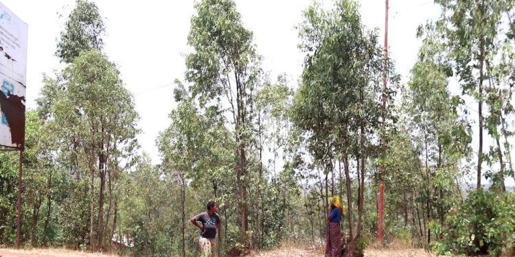 Kayonza: Hari imihanda iri kuri kaburimbo itakiri nyabagendwa kubera abagizi ba nabi bayigabije