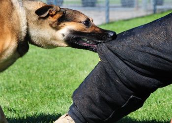 Rutsiro: Imbwa z’inyagasozi zigeze habi abaturage