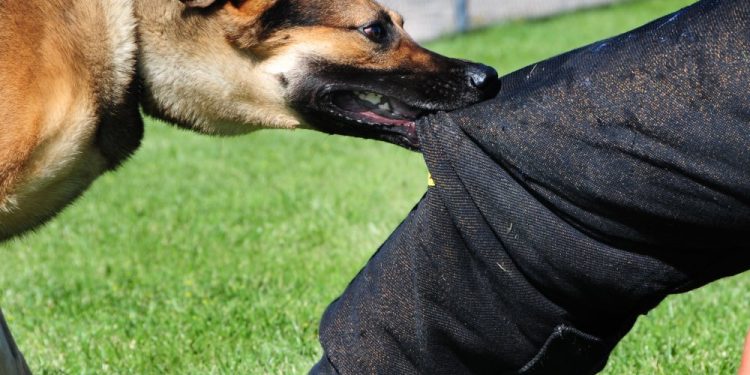 Rutsiro: Imbwa z’inyagasozi zigeze habi abaturage