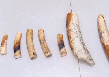 RIB yataye muri yombi abagabo batatu bakekwaho gucuruza amahembe y’inzovu bayavanye muri DRC