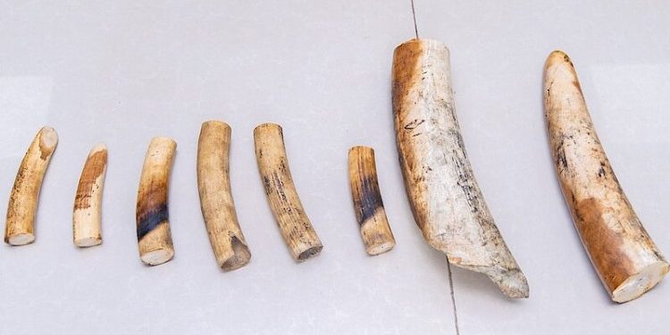 RIB yataye muri yombi abagabo batatu bakekwaho gucuruza amahembe y’inzovu bayavanye muri DRC