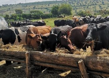 Gasabo: Abantu 11 bakurikiranyweho kwiba inka z’abaturage