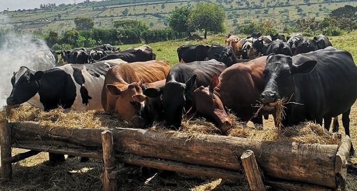 Gasabo: Abantu 11 bakurikiranyweho kwiba inka z’abaturage